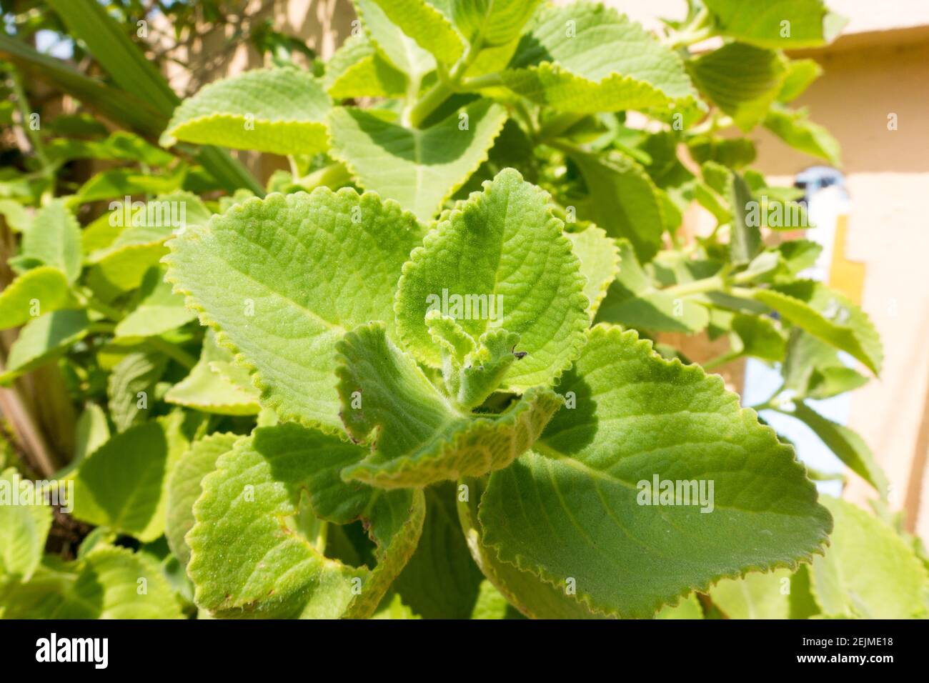 Coleus amboinicus oder Plectranthus amboinicus oder mexikanische Münzstätte oder Inder Borretsch Stockfoto