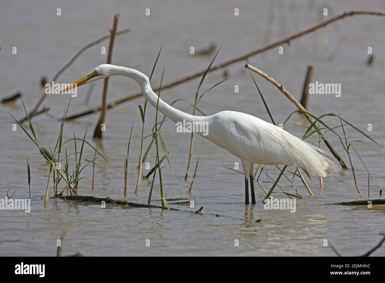 Großer Weißer Reiher (Ardea alba melanorhynchos) Erwachsene in Zucht Gefieder Fischerei im See Baringo, Kenia November Stockfoto