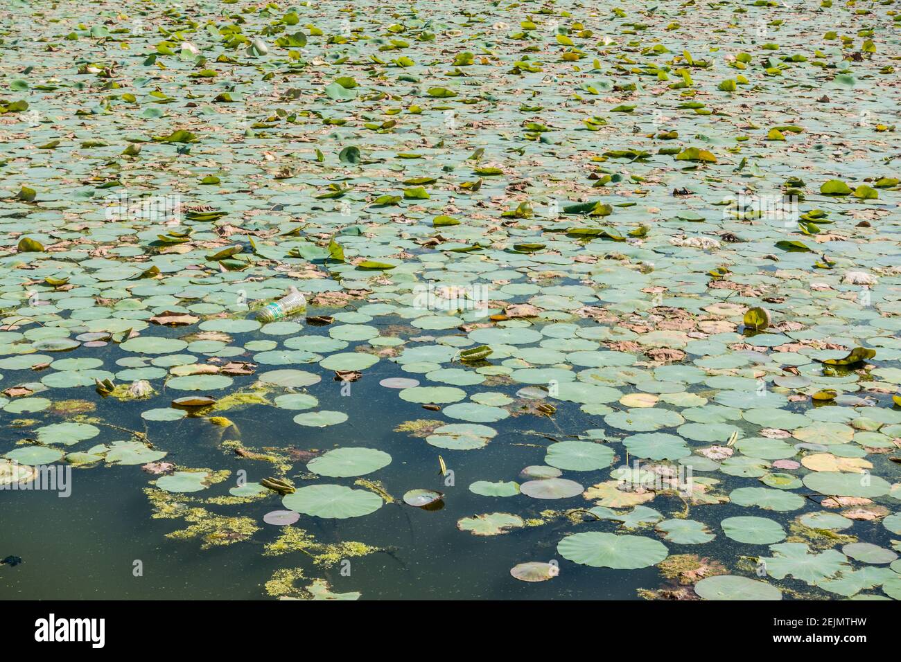 Tempelteich gefüllt mit Lotusblättern Stockfoto