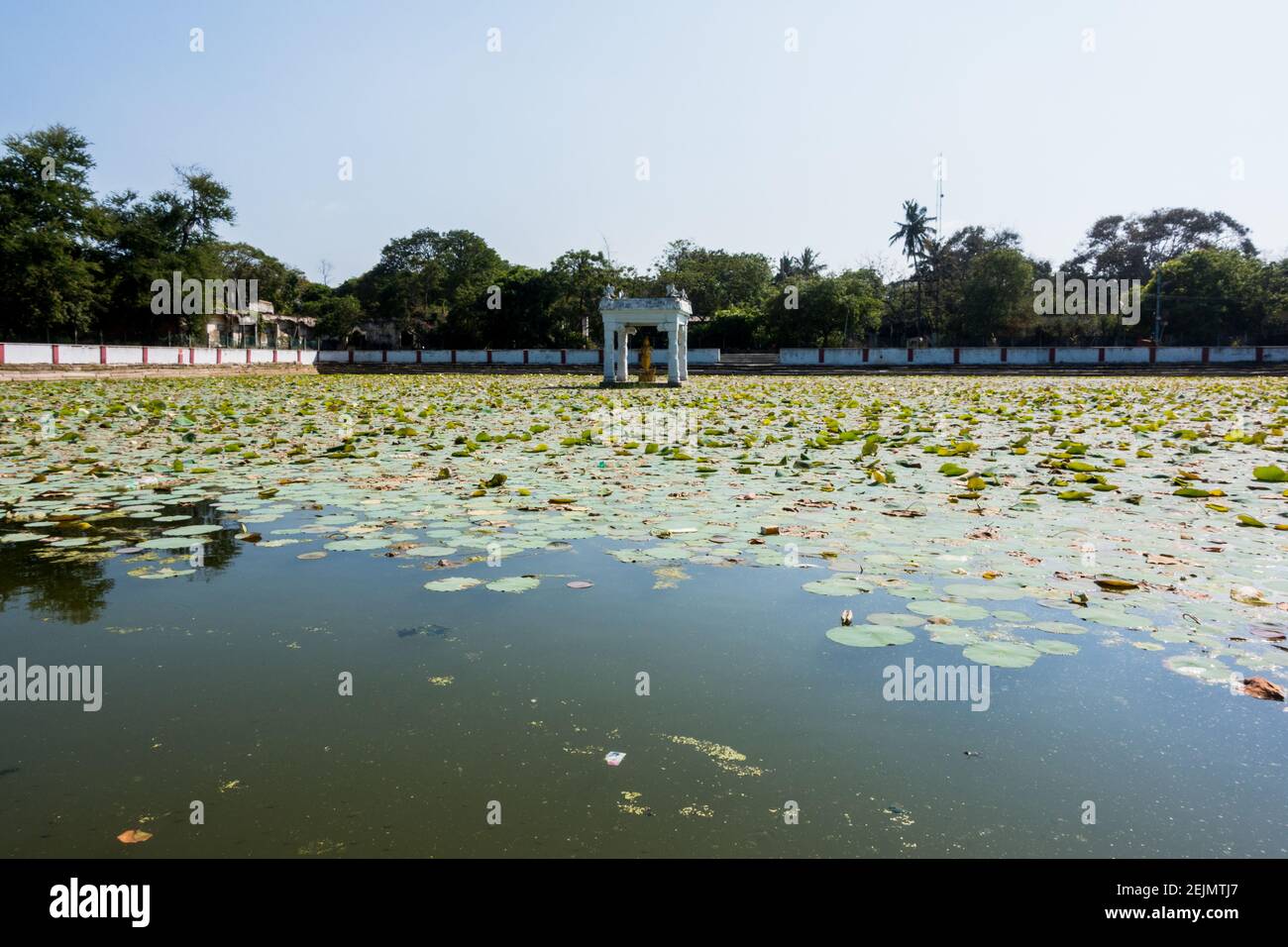 Tempelteich gefüllt mit Lotusblättern Stockfoto