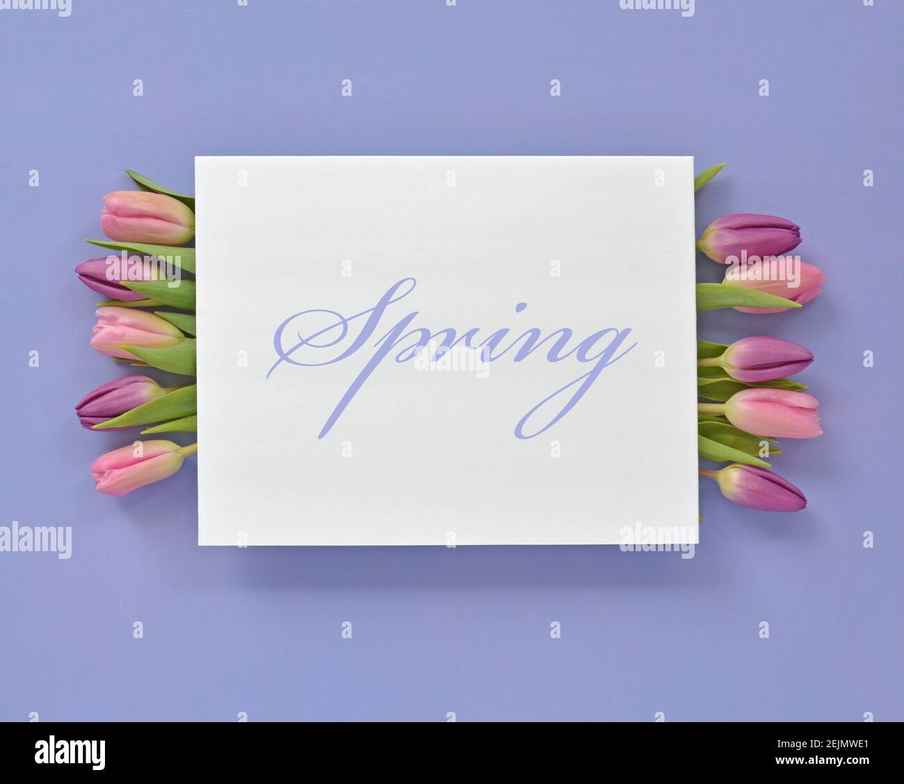 Frisch geschnittene rosa und violette Tulpen auf malvenfarbenem Hintergrund im horizontalen Format in flacher Lay-Komposition. Weiße Karte für Text. Stockfoto