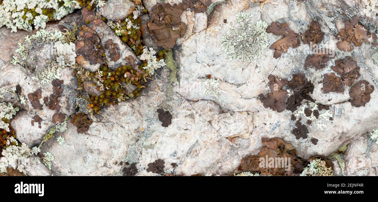 Moos und Lichen Texturen wachsen auf grauen Felsen in der Natur Stilvolle minimalistische Hintergrund für Moos und Stein und Pilze Boden Grunge hellgrau Mineral s Stockfoto