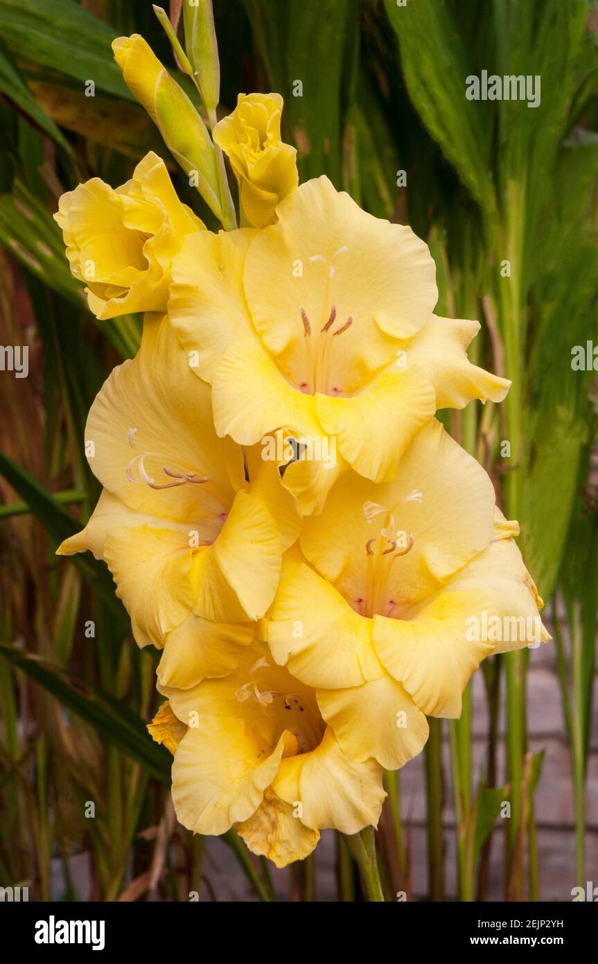 Nahaufnahme der großen Sommer blühenden gelben Blüten von Gladiolus Bananarama vor einem Hintergrund von Blättern Stockfoto