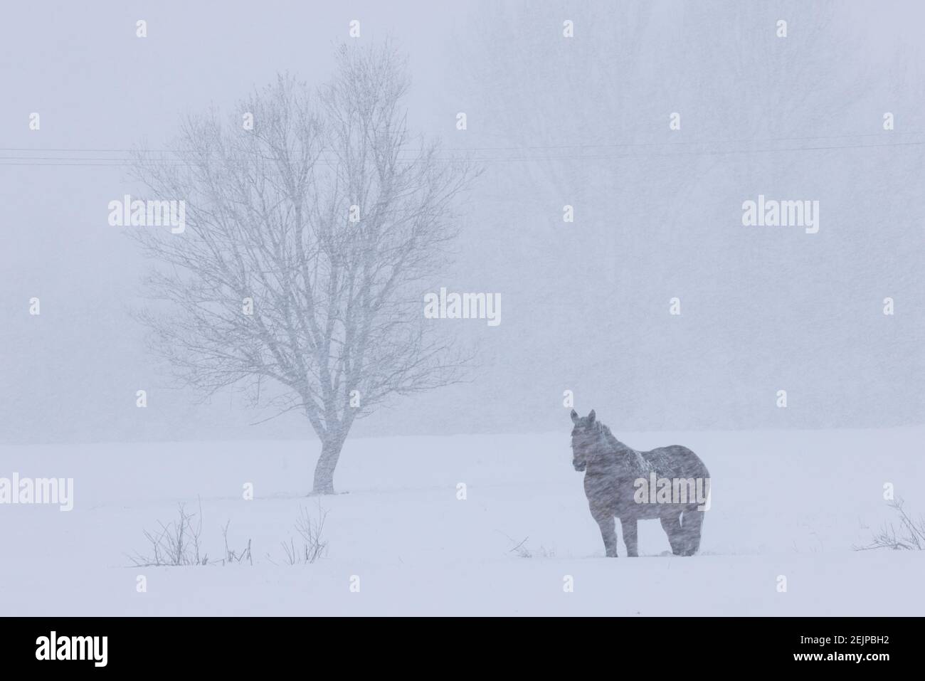 Pferd auf der Wiese mitten im Schneefall Stockfoto