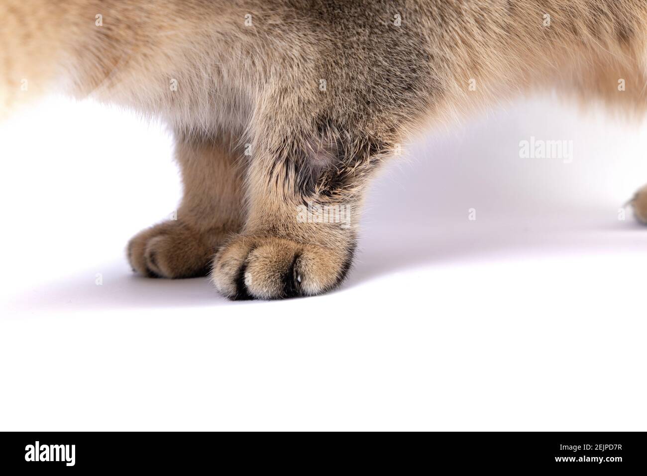 Golden Scottish Fold Katze wird krank mit Flechten Stockfoto