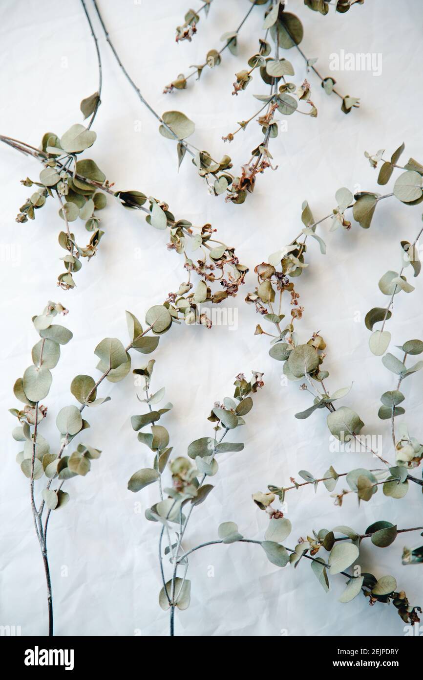 Komposition aus Eukalyptuszweigen auf weißem Hintergrund.Draufsicht Stockfoto