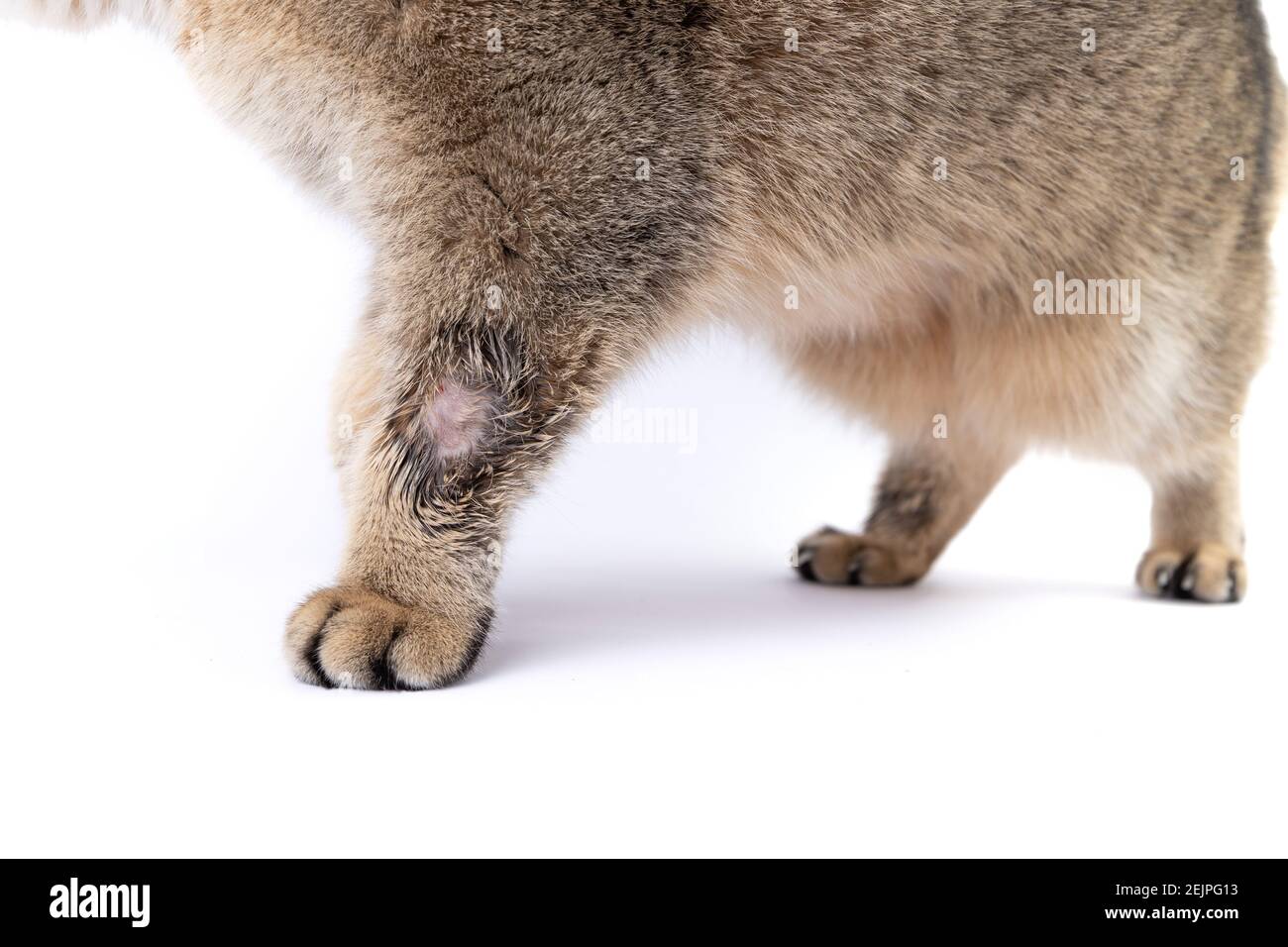 Golden Scottish Fold Katze wird krank mit Flechten Stockfoto