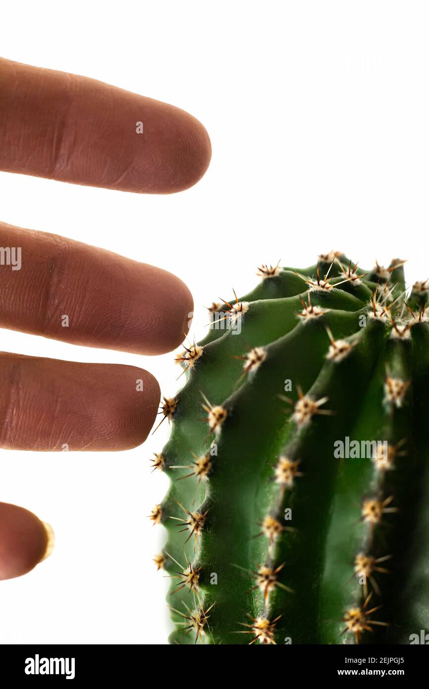 Weibliche Finger stechen durch scharfe Nadeln des heimisch grünen Kaktus Anlage Stockfoto
