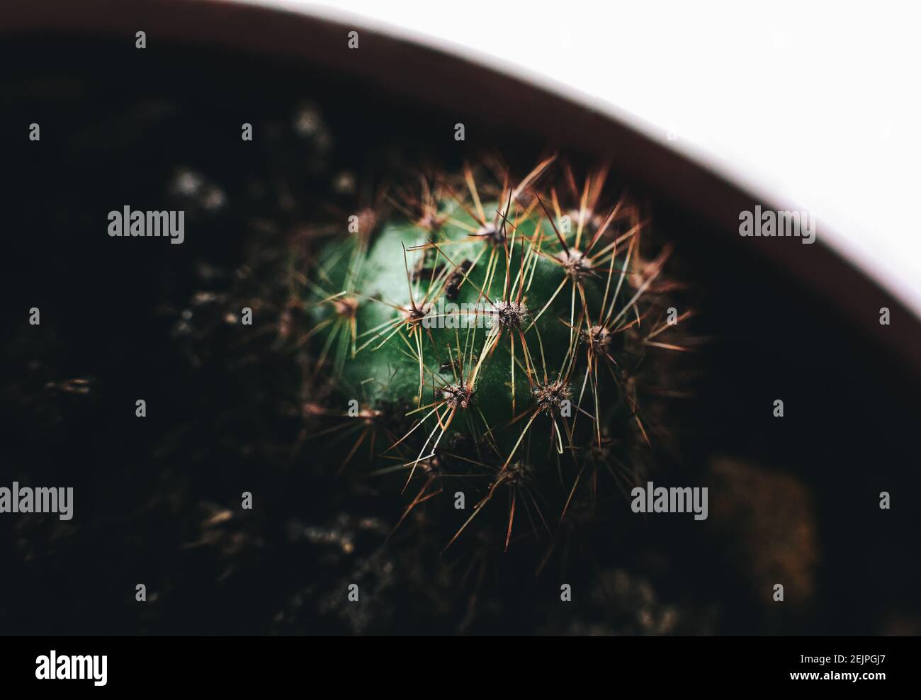Macro winzigen Baby Kaktus in dunklen Boden bei Blumentopf, stachelige Zimmerpflanze Stockfoto