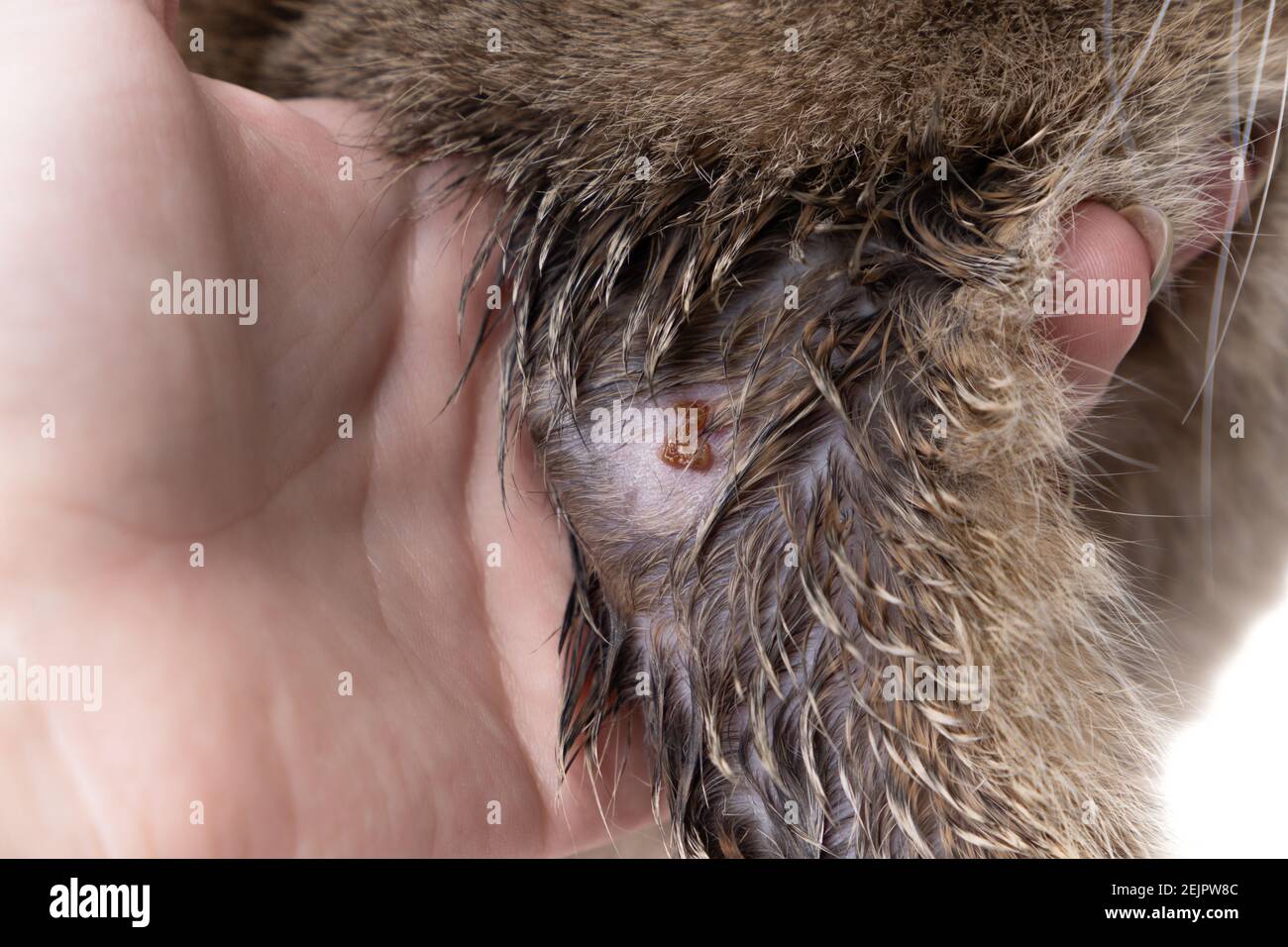 Golden Scottish Fold Katze wurde krank mit Flechten und Besitzer Hand Stockfoto