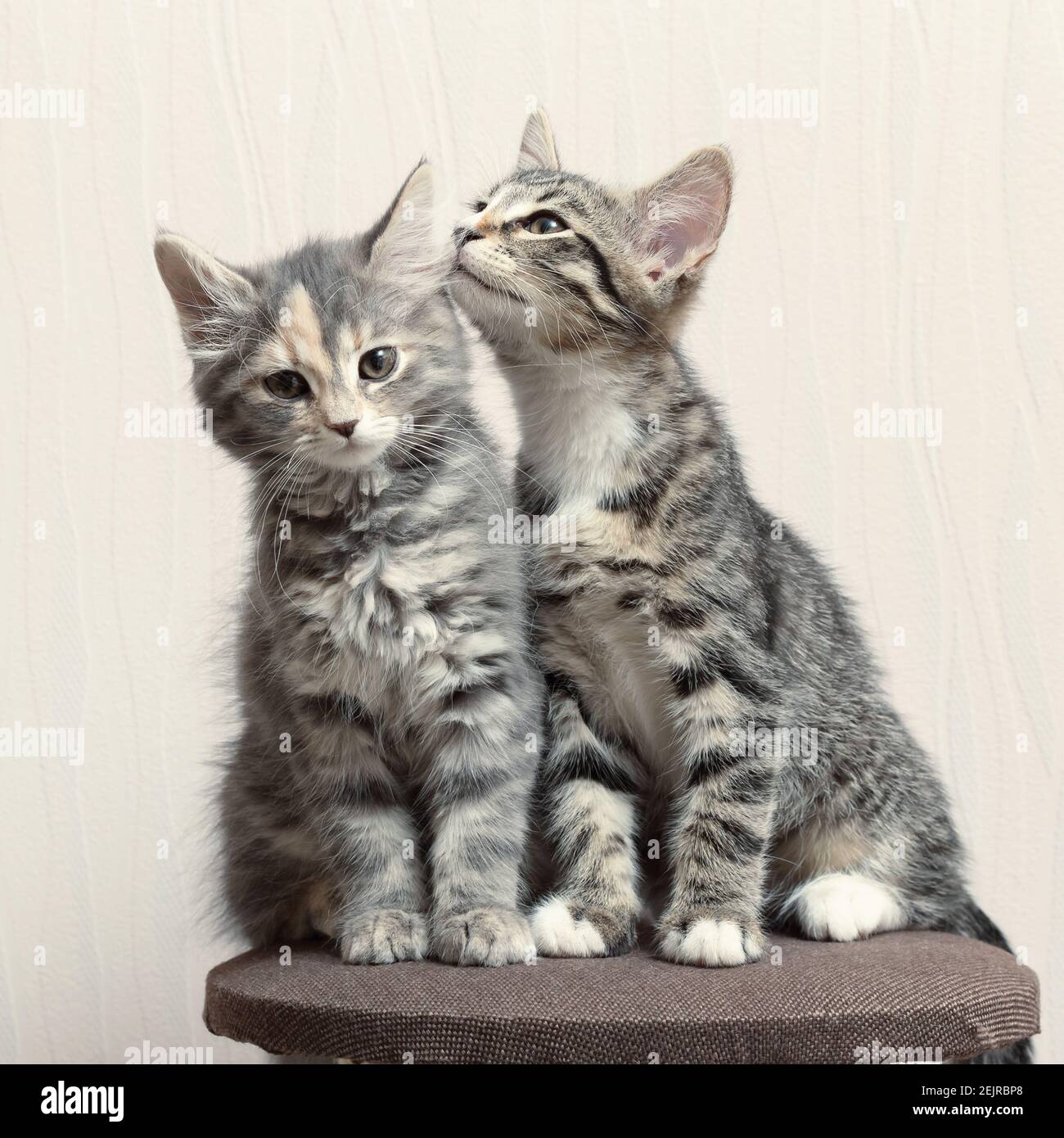 Zwei niedliche graue Kätzchen spielen auf Katzenmöbeln zu Hause. Stockfoto