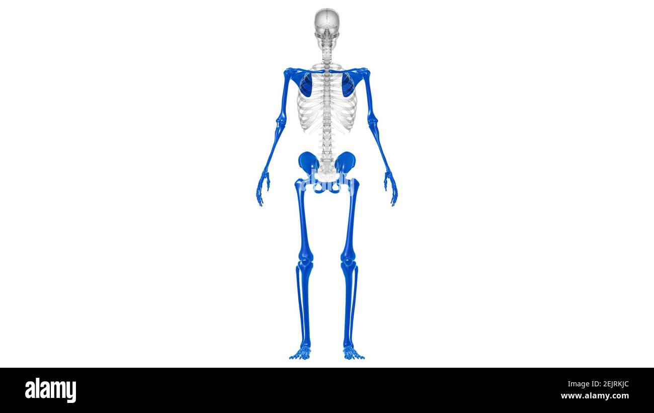 Anatomie des menschlichen Skeletts Appendicular Skeleton 3D Illustration Stockfoto