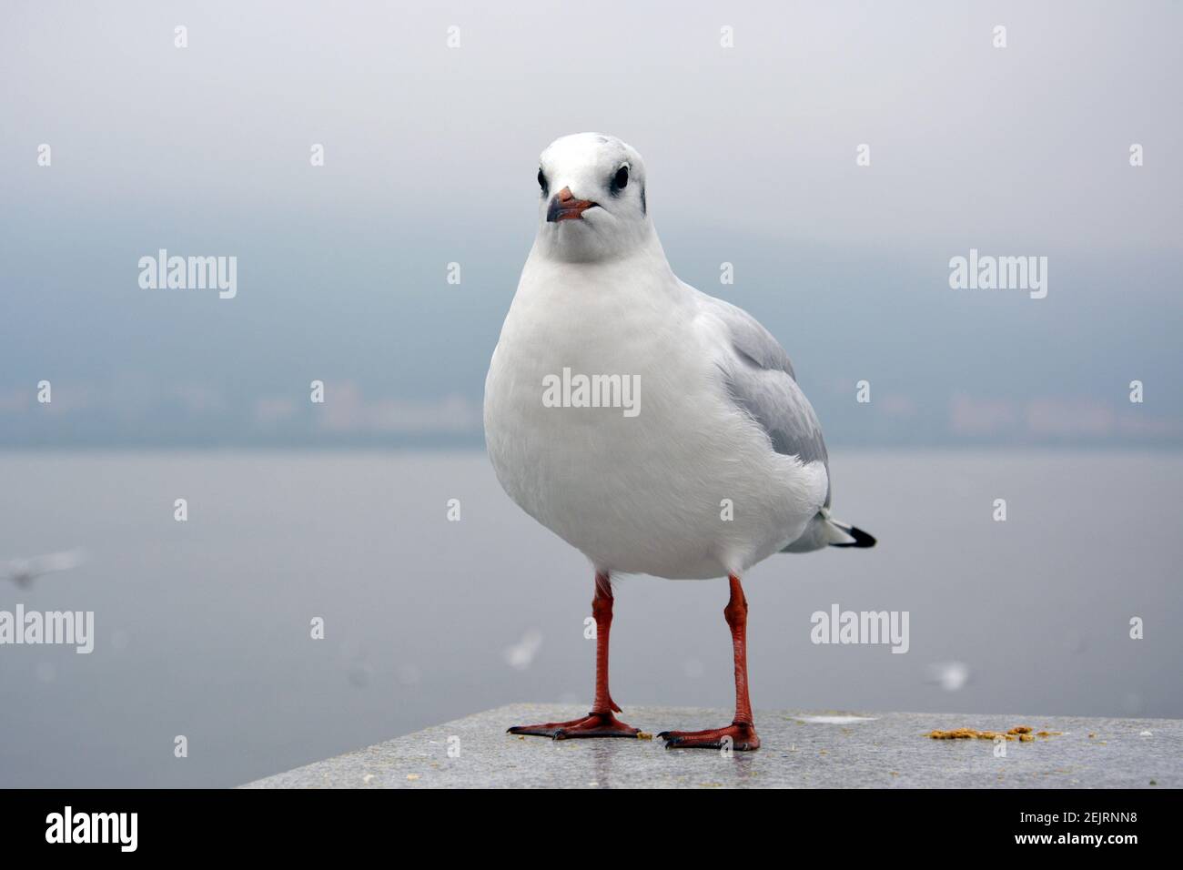 Ein weißer larus ridibundus mit fetten Bauch steht auf dem Plattform Stockfoto