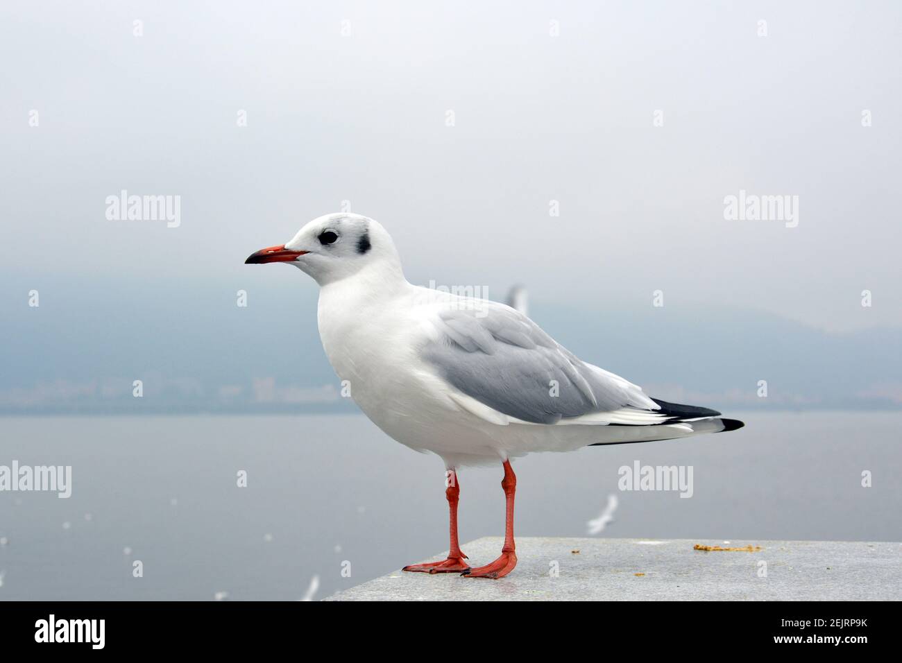 Ein weißer larus ridibundus zieht seinen Kopf stehend auf dem zurück Plattform in bewölktem Tag Stockfoto