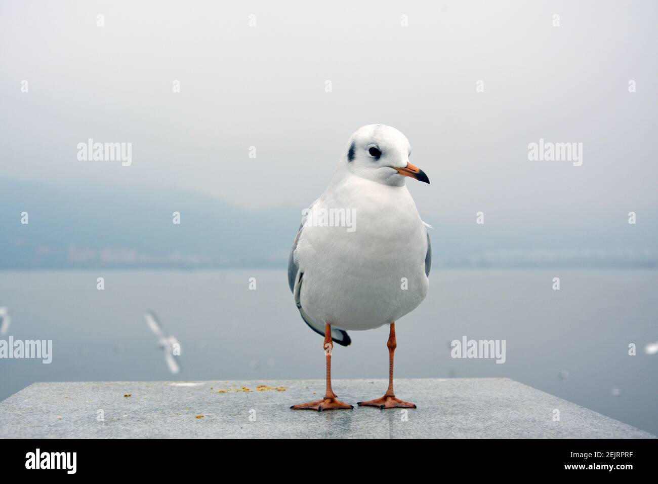 Ein weißer larus ridibundus-Stand auf der Plattform zeigt seine Bauch in bewölktem Tag Stockfoto