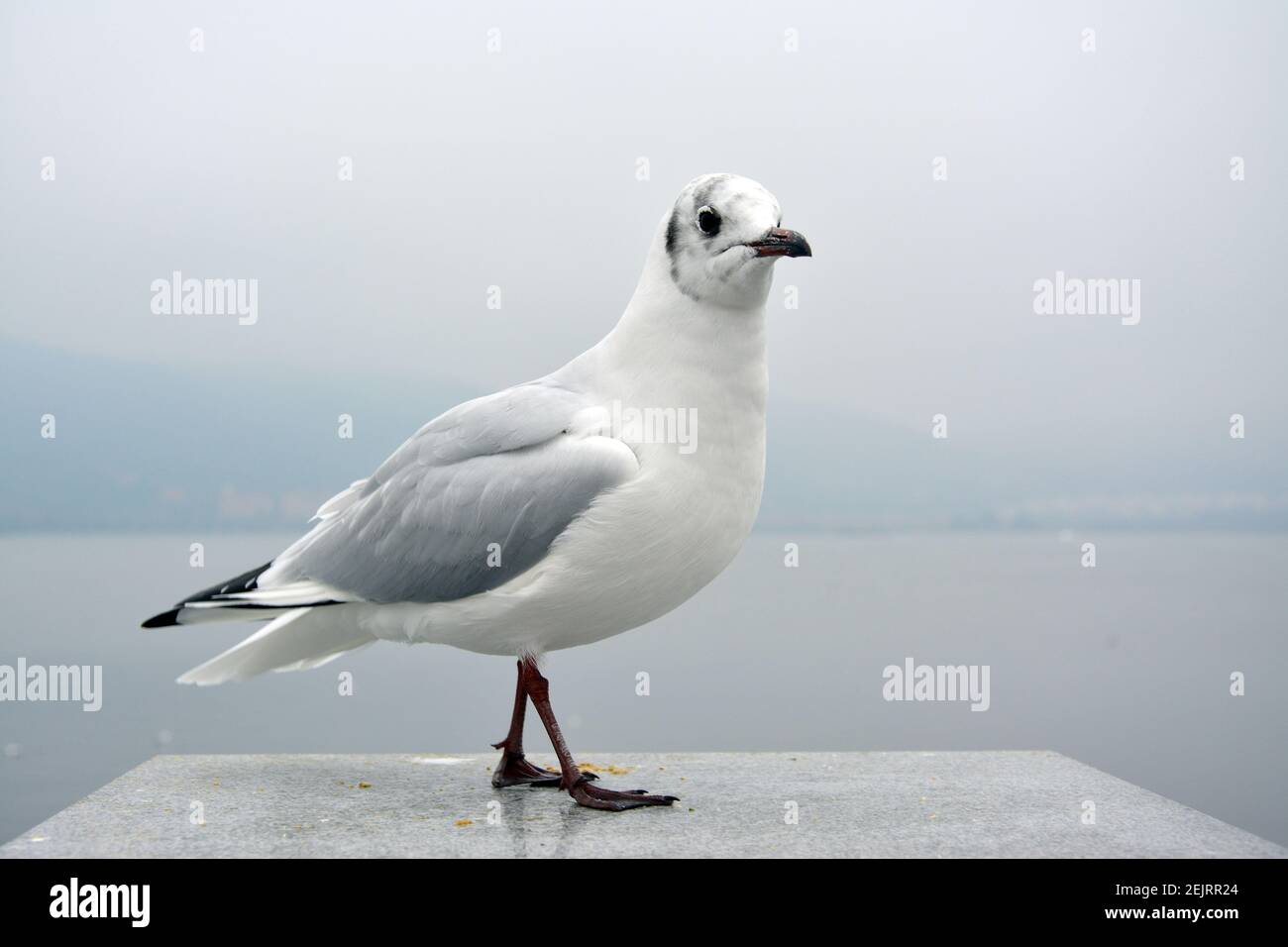 Ein weißer larus ridibundus mit grauen Flügeln, die auf dem stehen Plattform in bewölktem Tag Stockfoto