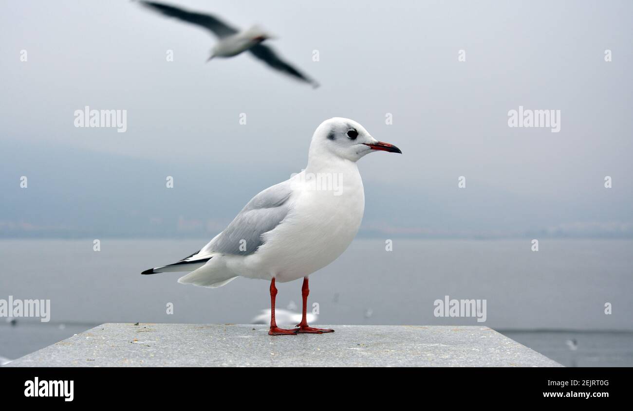 Ein weißer, schlanker larus ridibundus mit grauen Flügeln Die Plattform im bewölkten Tag Stockfoto