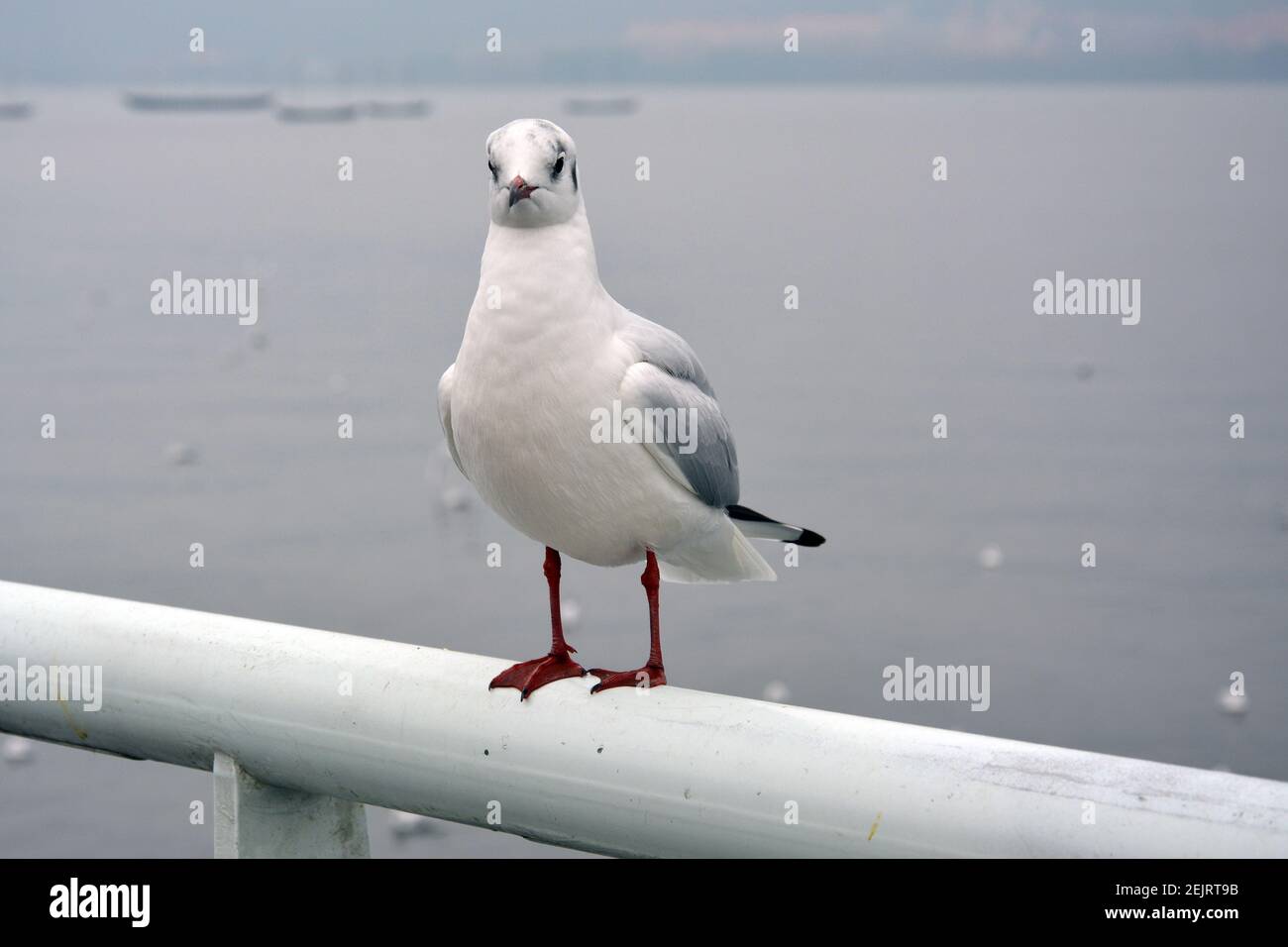 Ein weißer larus ridibundus zeigt seinen schlanken Körper auf dem Geländer an bewölkten Tagen Stockfoto