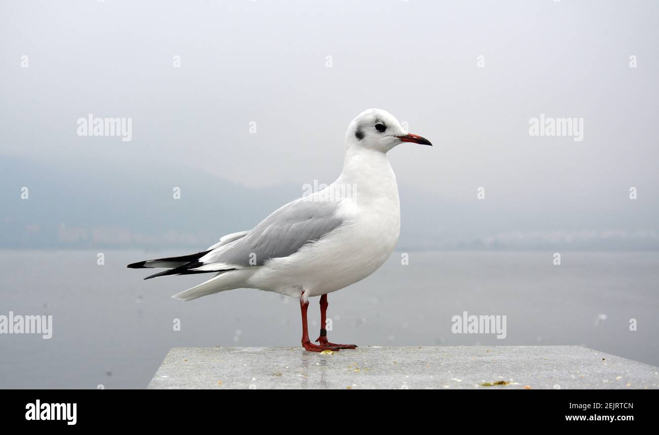 Ein schmaler larus ridibundus mit grauen Flügeln steht auf dem Plattform in bewölktem Tag Stockfoto