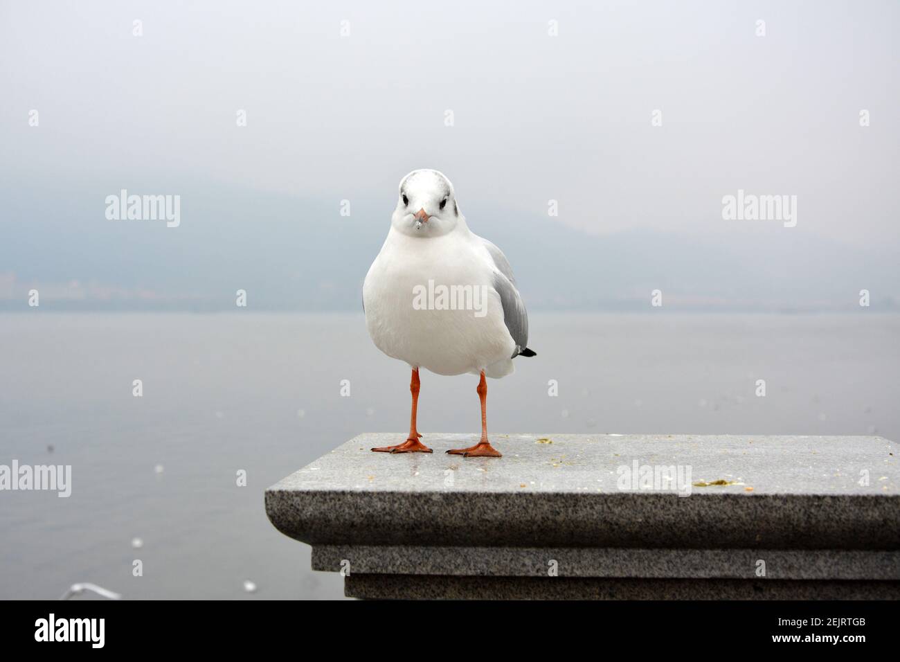 Ein weißer niedlicher larus ridibundus steht auf der Plattform-Show Sein Bauch in bewölktem Tag Stockfoto