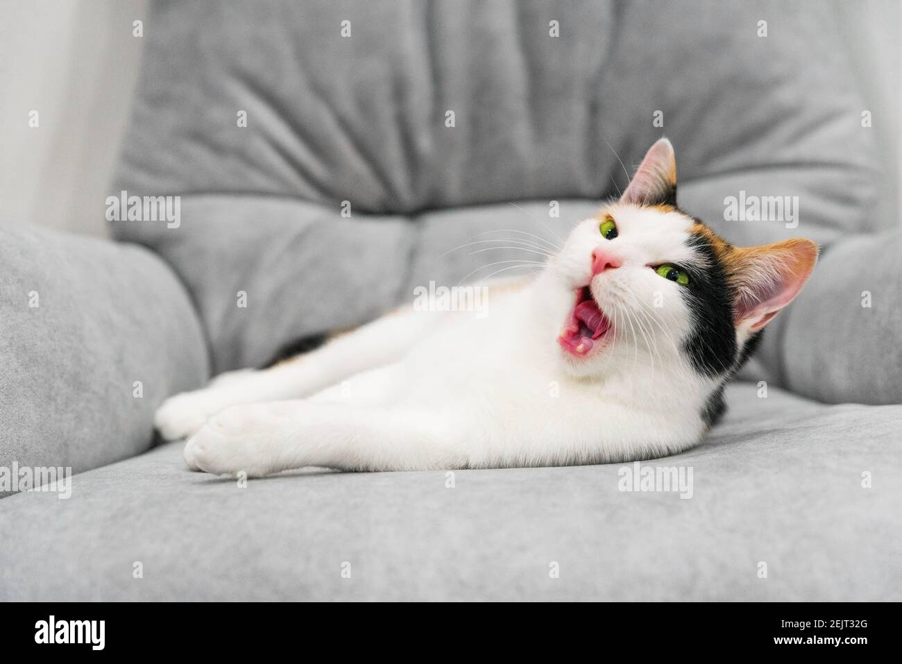 Niedliche kleine dreifarbige Kurzhaar-Kätzchen liegen auf grauem Sofa im Wohnzimmer. Lustige schläfrige Katze gähnt. Nahaufnahme häusliches Leben Tiere consept Stockfoto