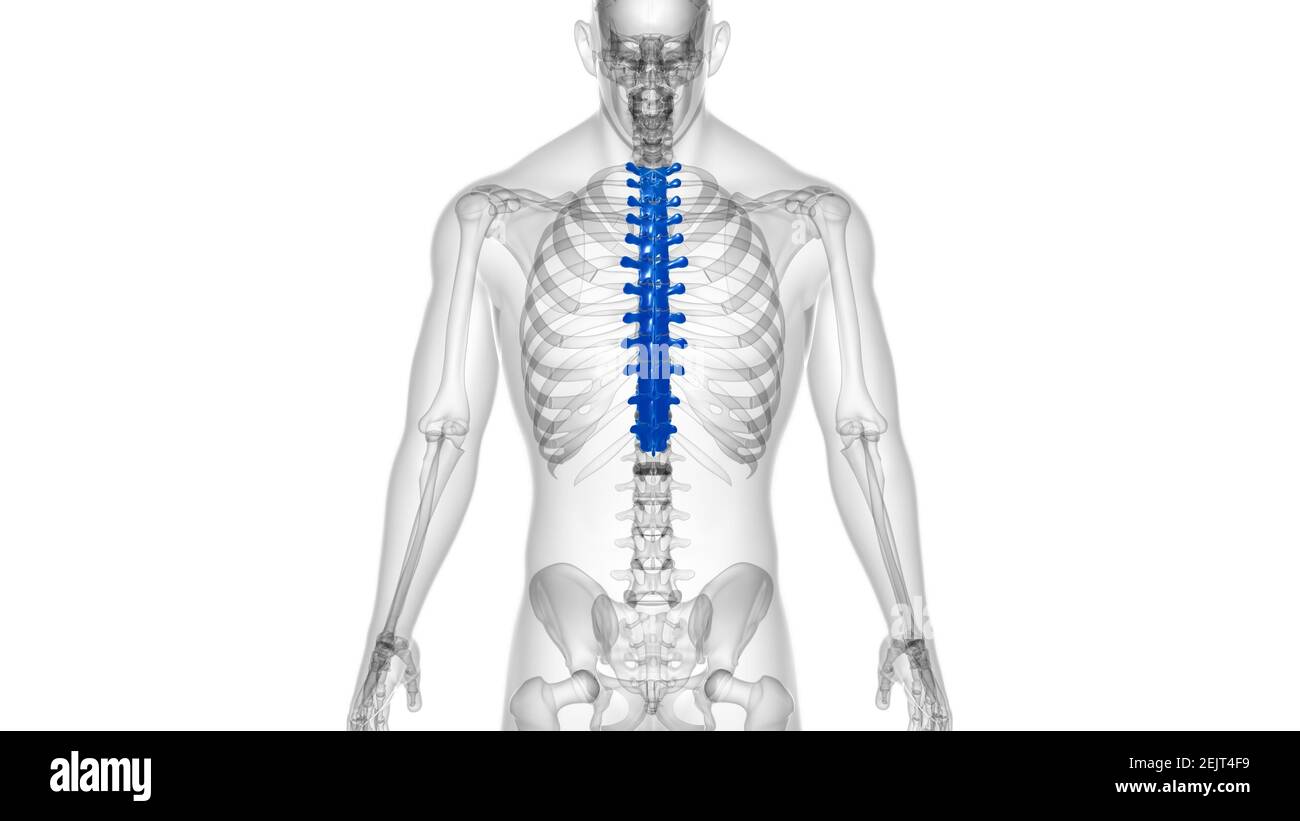 Menschliches Skelett Wirbelsäule Thoraxwirbel Anatomie 3D Illustration ...