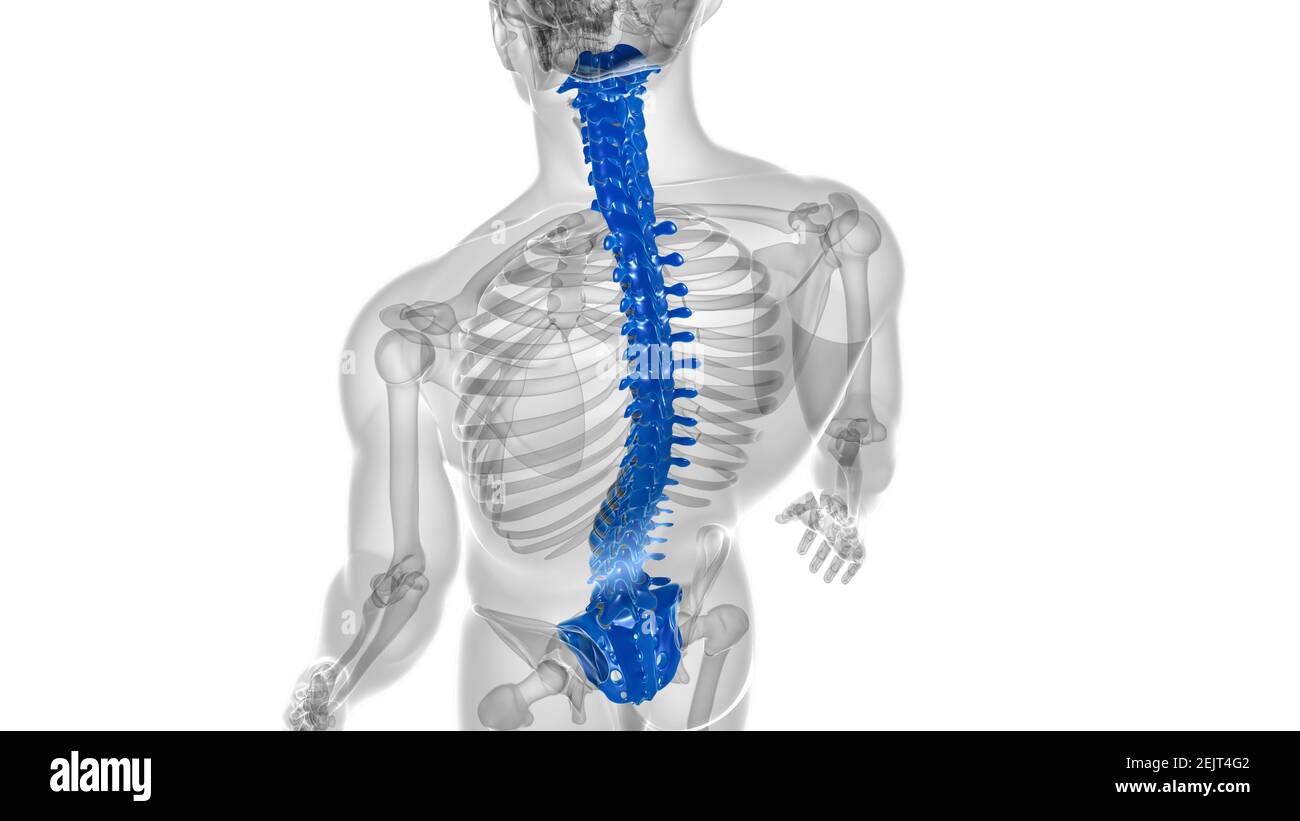 Menschliches Skelett Wirbelsäule Wirbelsäule Anatomie 3D Illustration ...