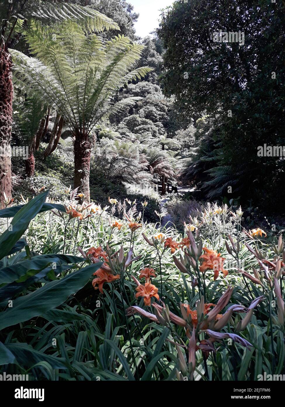 Palmen und leuchtend orange Taglilie Stockfoto