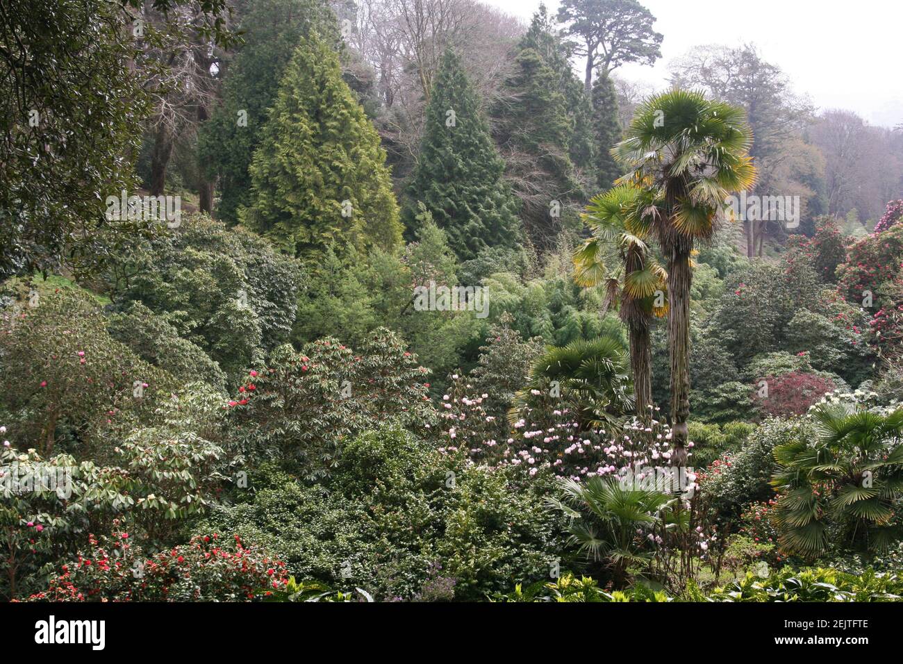 Eine Masse von Meisterbäumen im Frühjahr Stockfoto
