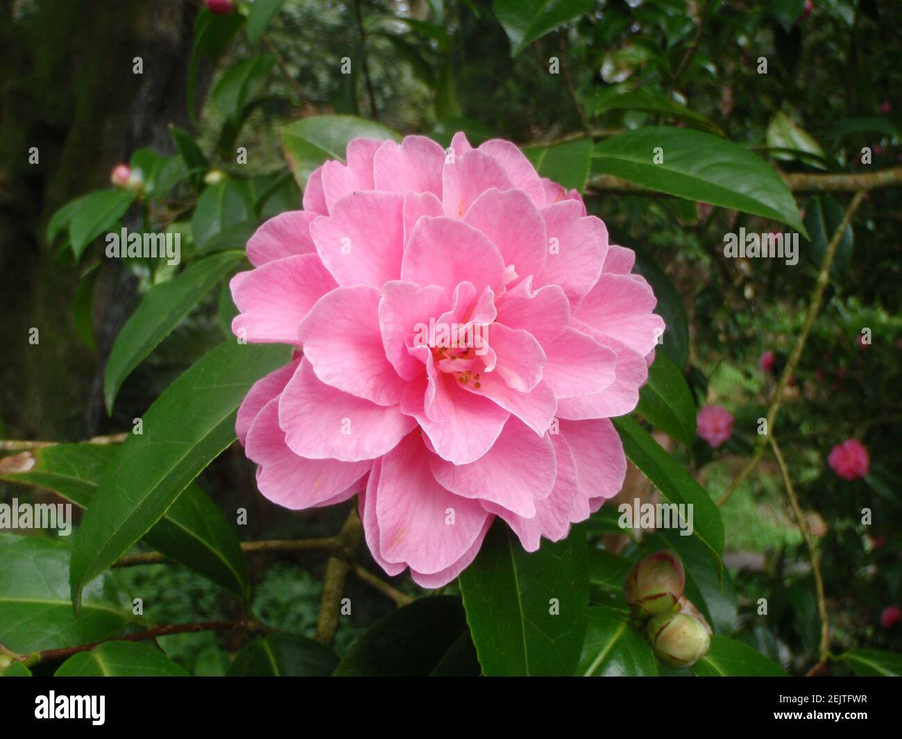 Blassrosa Blume Stockfoto
