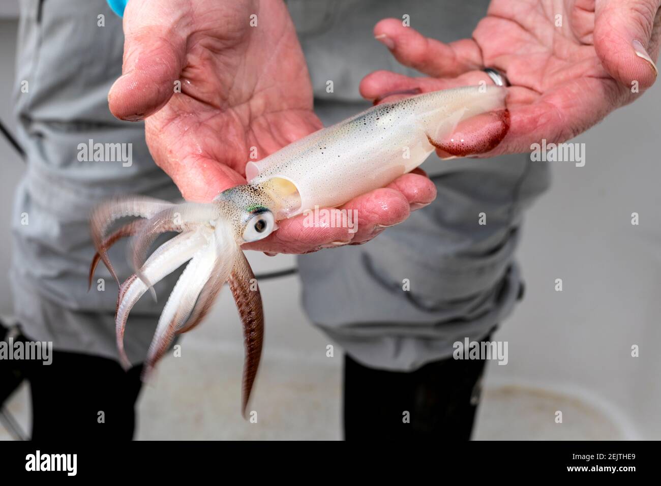 WA20081-00...... WASHINGTON - Phil Russel hält einen Tintenfisch gefangen mit einem Tintenfisch Jig im Puget Sound. Stockfoto