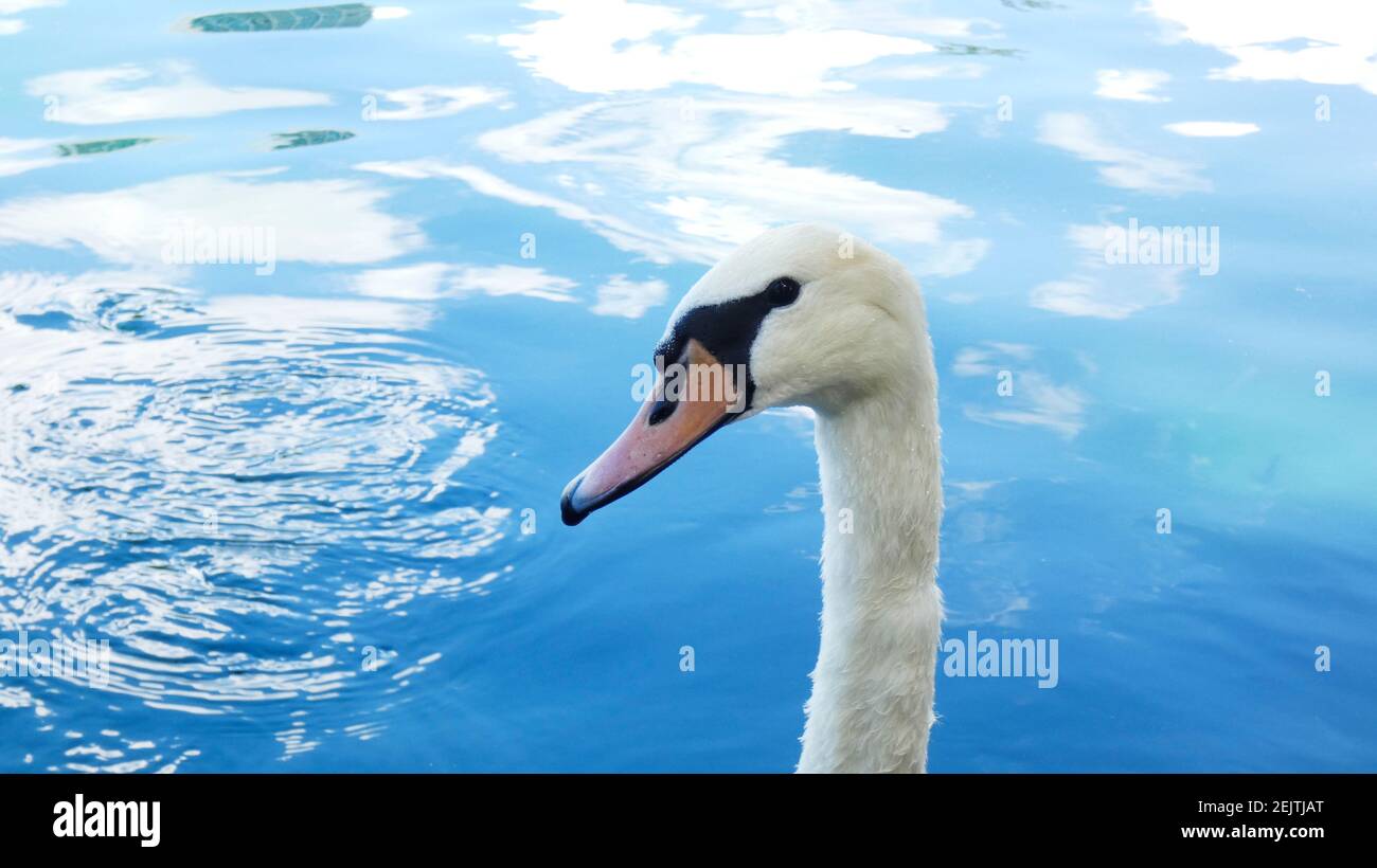 White Swan am Lake Eola Park Orlando Florida Bild Hintergrundvorlage Stockfoto