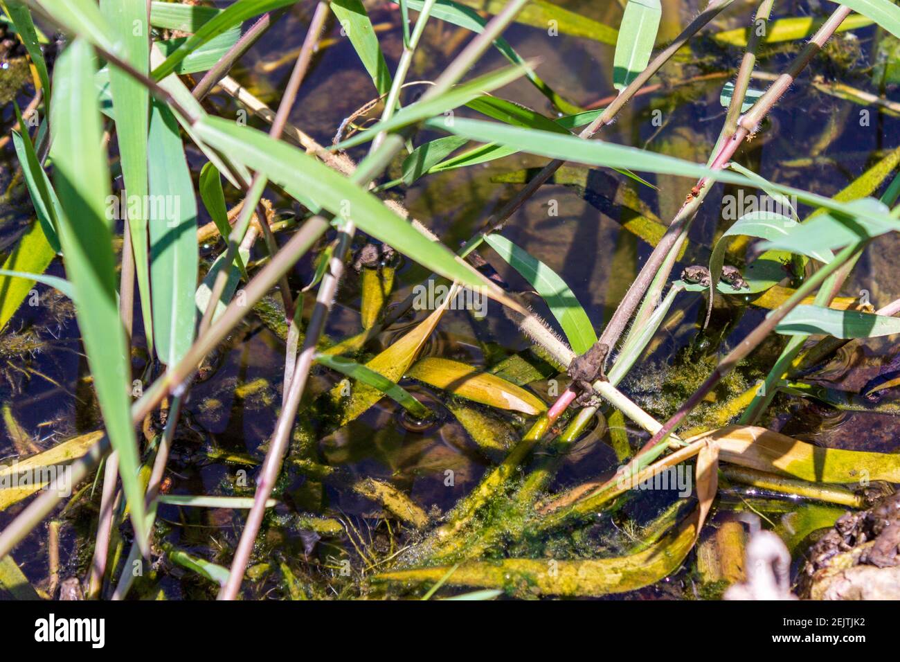 Ein Baby Frosch ist frisch aus dem Wasser aufgetaucht und klettert einen Grashalm hoch. Stockfoto