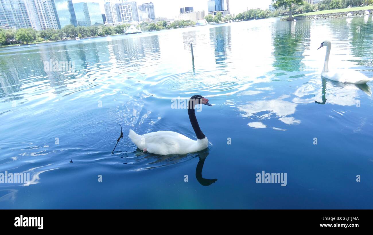 Schwäne schwimmen auf See Eola Park Orlando Florida Bild Hintergrundvorlage Stockfoto
