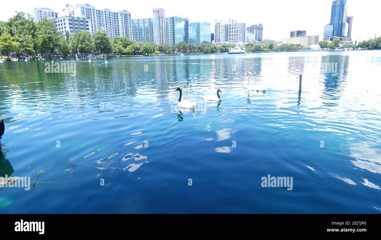 Schwäne schwimmen auf See Eola Park Orlando Florida Bild Hintergrundvorlage Stockfoto