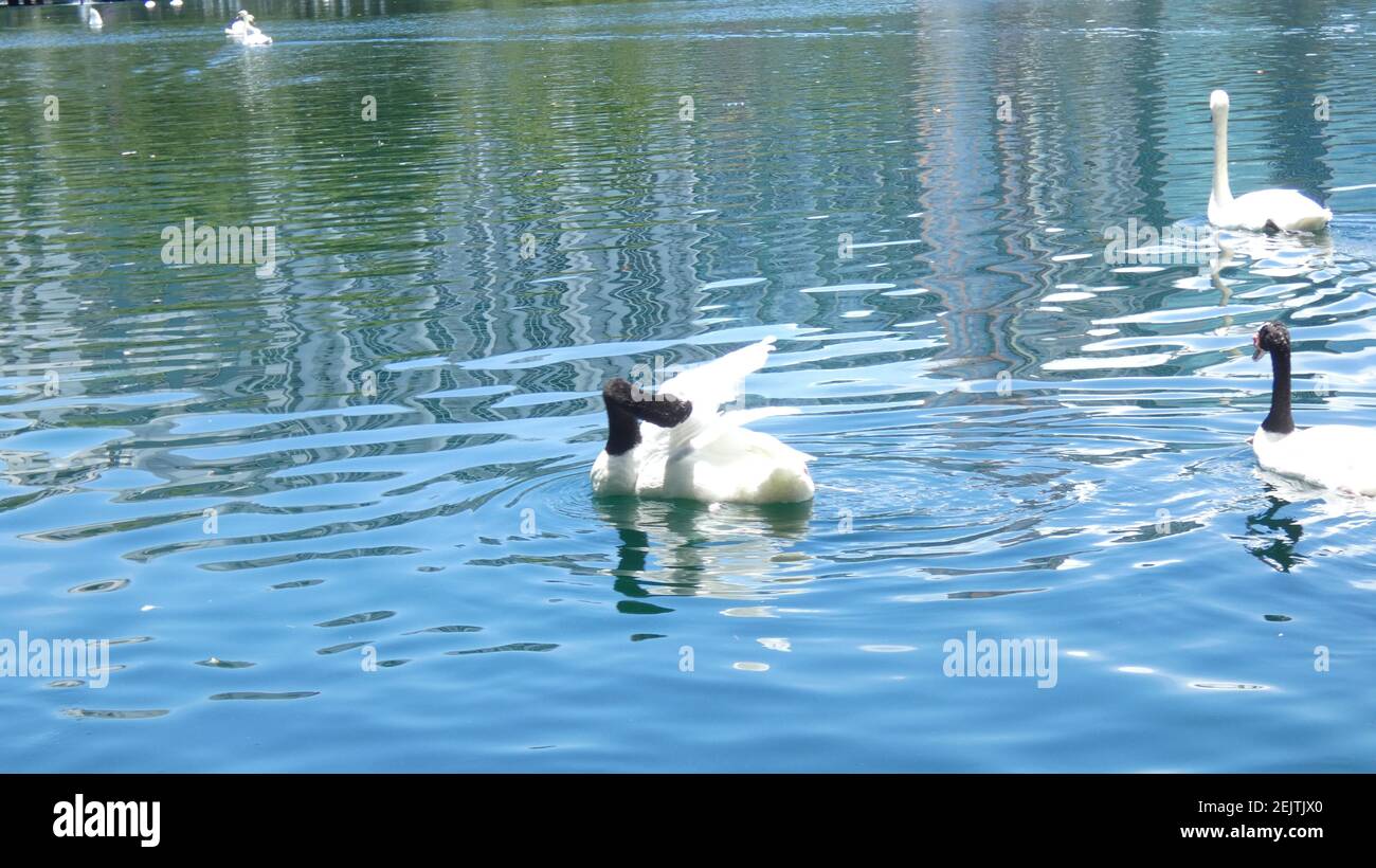Schwäne schwimmen auf See Eola Park Orlando Florida Bild Hintergrundvorlage Stockfoto