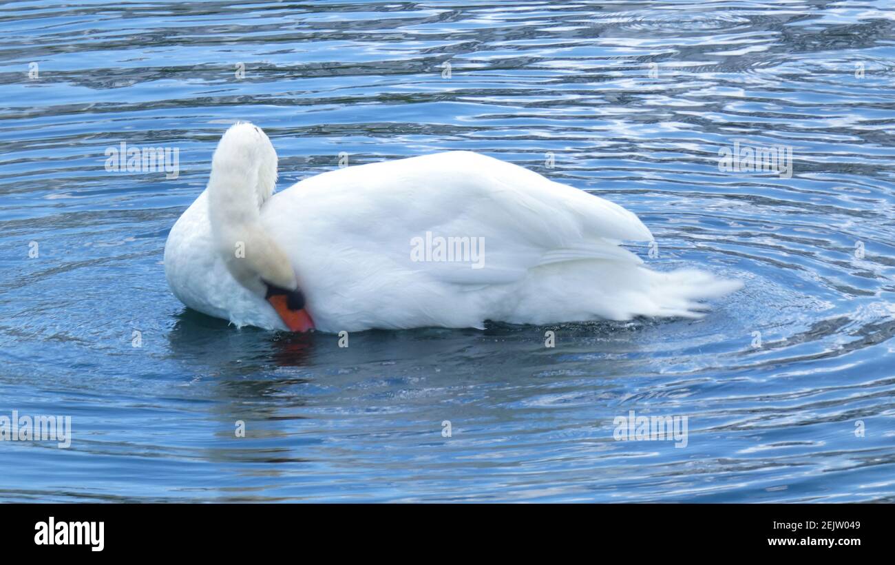 White Swan Schwimmen auf See Eola Park Orlando Florida Bild Vorlage Für Bildhintergrund Stockfoto