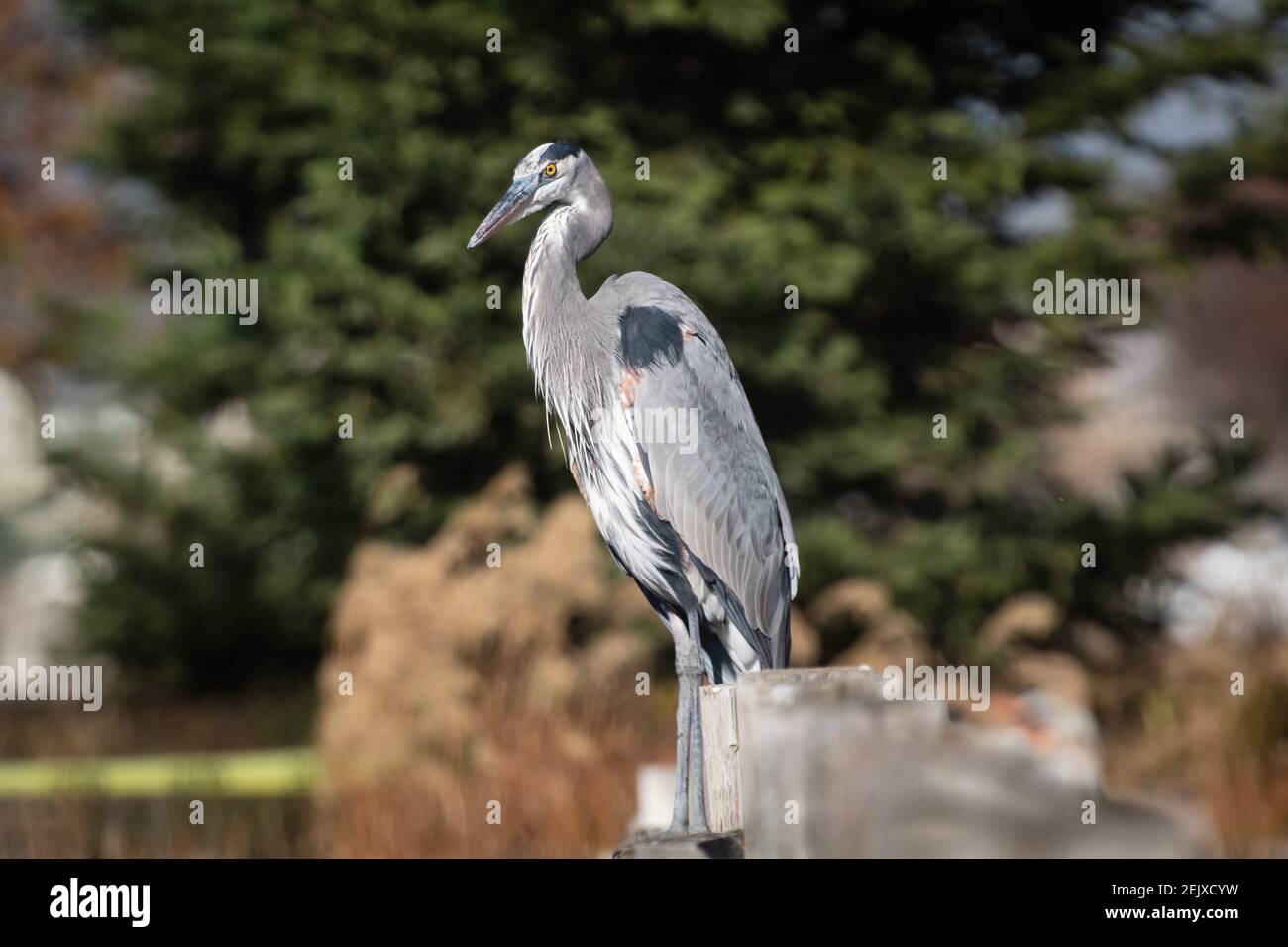 Der große Blaureiher posiert für ein Bild Stockfoto