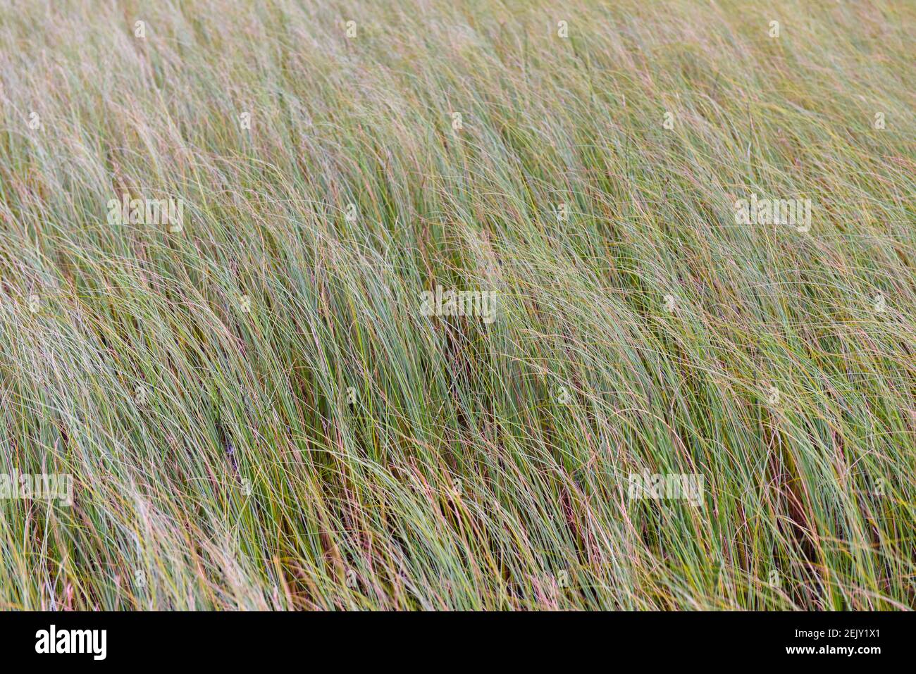 Gras bewegt sich im Wind Stockfoto