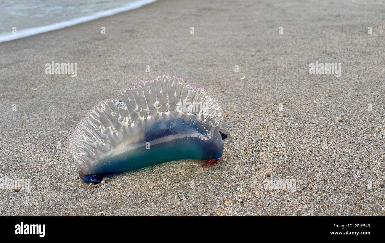 Gefahrliche Quallen Am Strand Stockfotos Und Bilder Kaufen Alamy