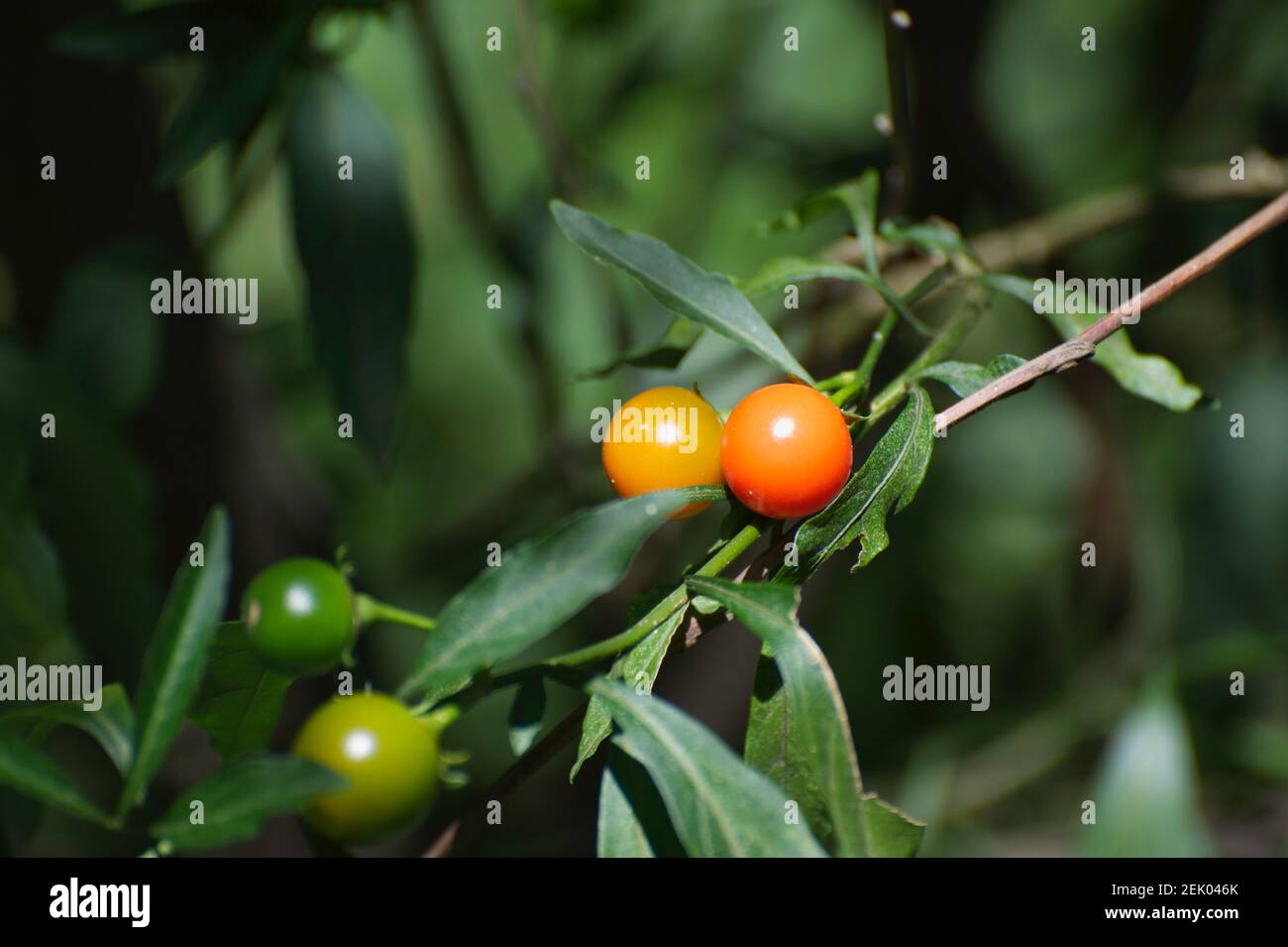 Känguruäpfel (Solanum laciniatum) sind so häufig viele Leute denken, sie sind ein Unkraut. Diese Früchte sollen essbar sein, aber ich habe es nicht versucht. Stockfoto