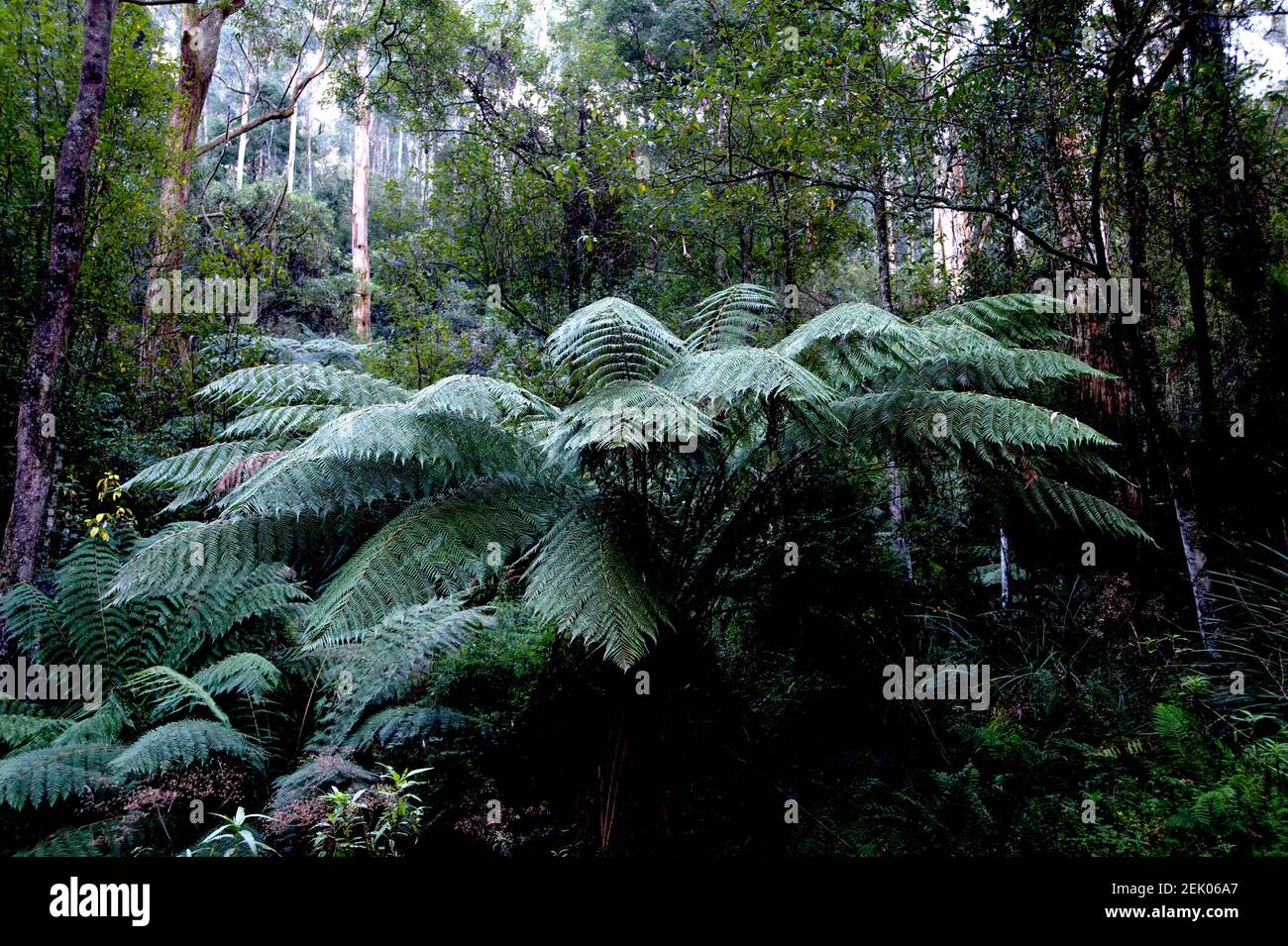 Die Baumfarne wachsen hier groß! Diese Dicksonia Antarctica blüht im Dandenong Ranges National Park, in der Nähe von Ferntree Gully in Victoria, aus. Stockfoto