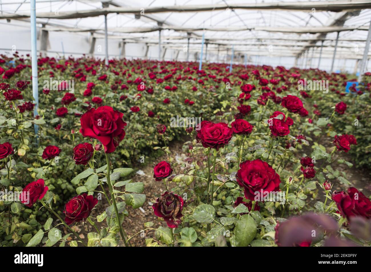 Rosen in einem Gewächshaus auf der Plantage gesehen. Die Flors Pons  Plantage in Santa Susanna verkaufte im vergangenen Jahr rund 7 Millionen  Rosen, aber in diesem Jahr aufgrund der Coronavirus-Krise wird der