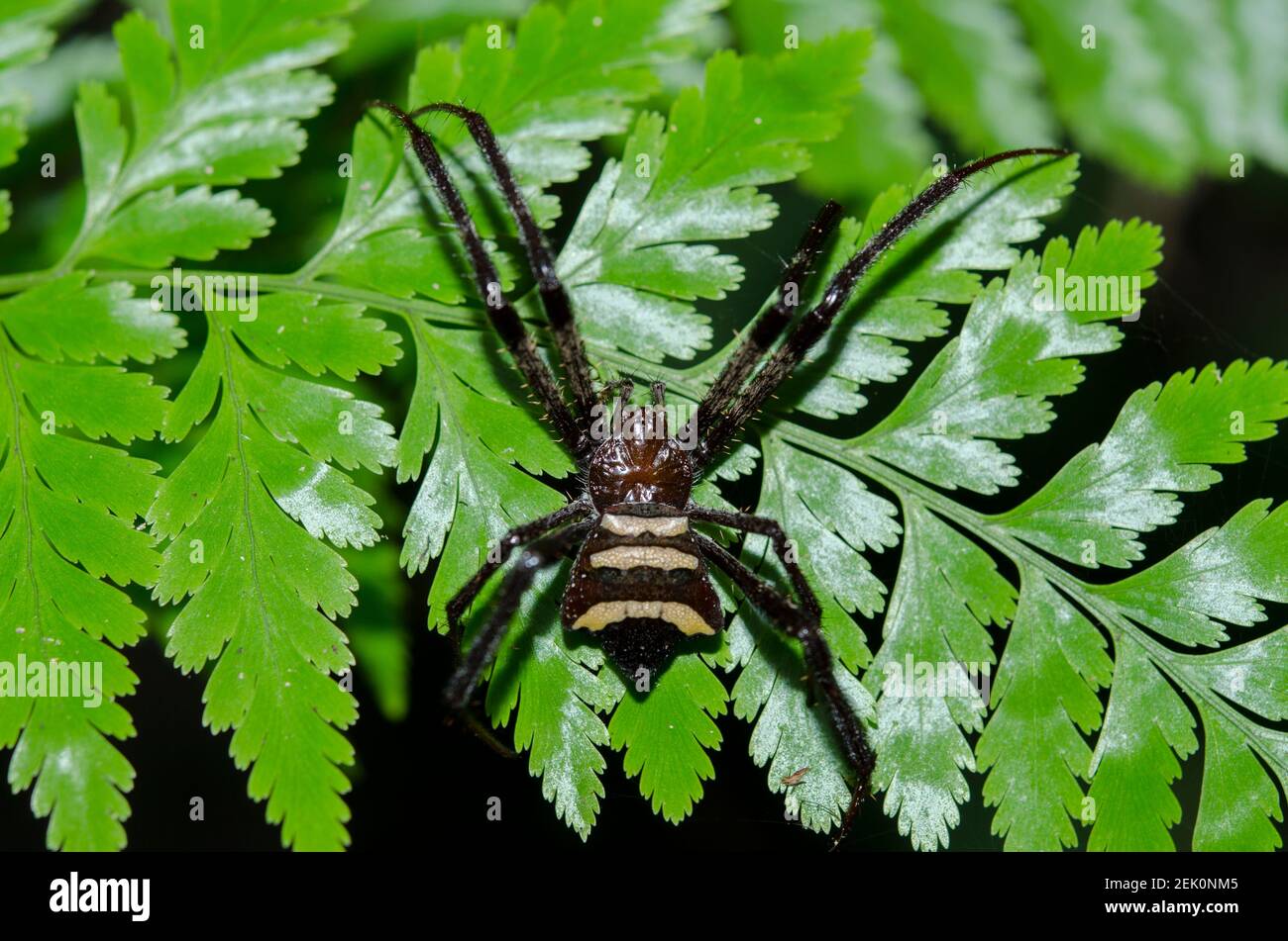 Weibliche Argiope Spider, Argiope sp, auf Pflanze, Klungkung, Bali, Indonesien Stockfoto