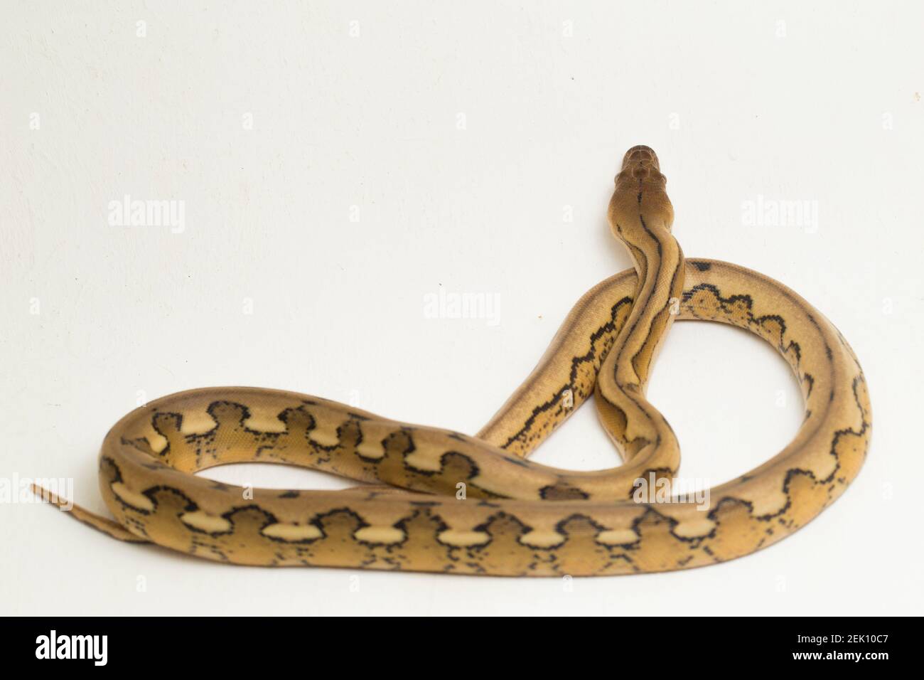 platintiger Netzhaut Pythonschlange Stockfoto