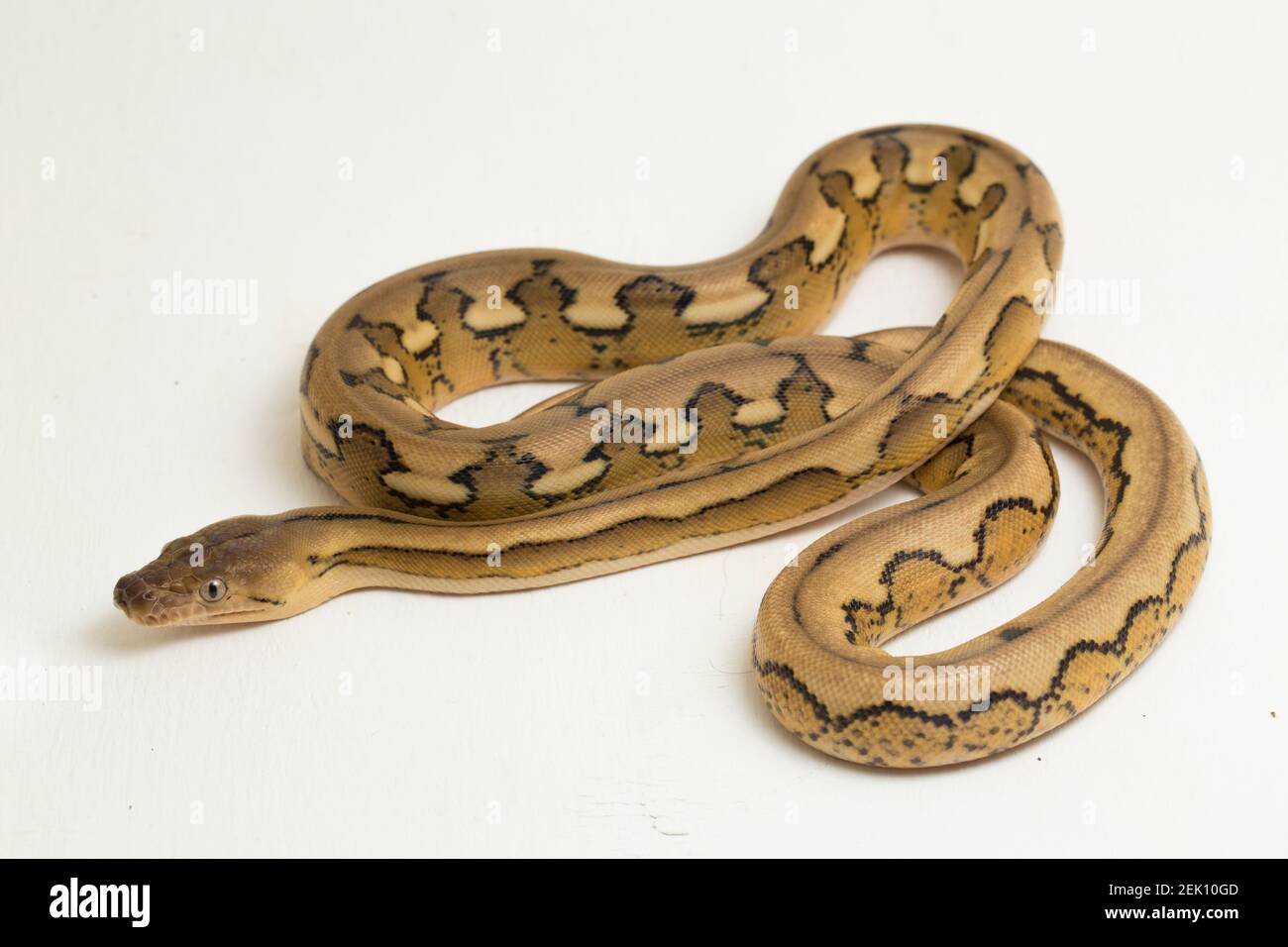 platintiger Netzhaut Pythonschlange Stockfoto