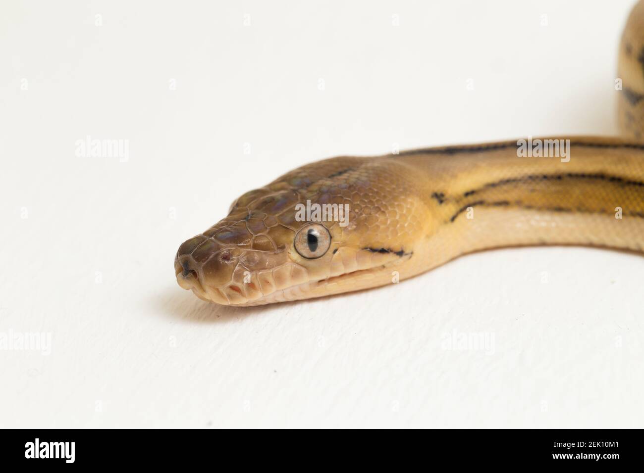 platintiger Netzhaut Pythonschlange Stockfoto