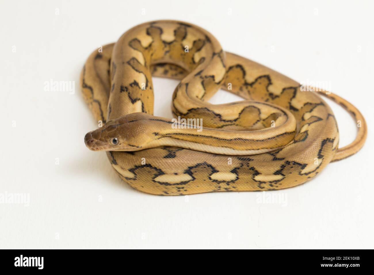 platintiger Netzhaut Pythonschlange Stockfoto