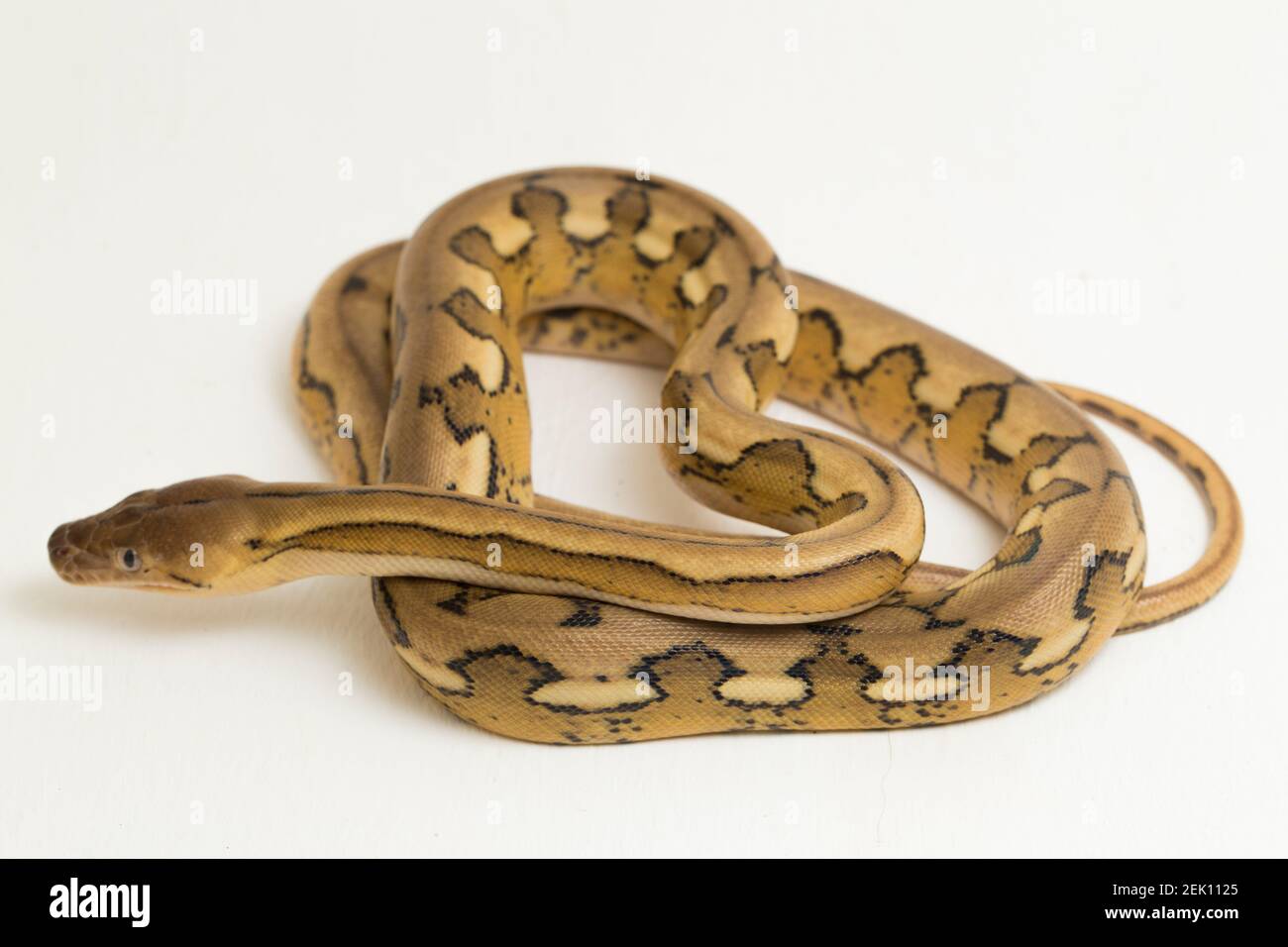 platintiger Netzhaut Pythonschlange Stockfoto