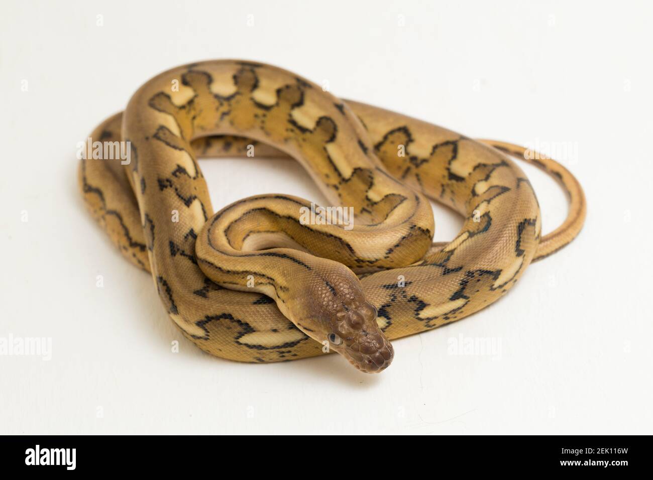 platintiger Netzhaut Pythonschlange Stockfoto